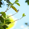 ノドアカハチドリ Ruby-throated Hummingbird