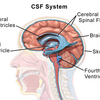 脳脊髄液はどこに流れていくのか？