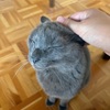 セカンドオピニオン