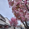 陽光桜の美しさを満喫する京都の街路樹②・東映映画村付近