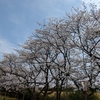 こんにちは🌸彩りの杜です🌳