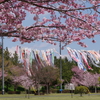 思川桜