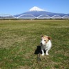 富士山の日