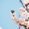 ベニバナアセビの綺麗な花とツツジを食べるシジミチョウ、コツバメの出現。探し方も紹介！