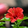 夏の花