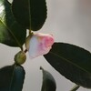 サザンカの蕾