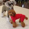 コナクリたちフルオブビガーさんのお洋服でモデル犬