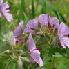 西別岳に高山植物が多い理由を考えてみた