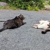 (=^・^=)　(=^・^=)　うどん粉病　と　カキランが滅びそうです
