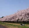 No.363【新潟県】Googleマップにもない！人もいない！でも「高瀬の桜並木」はすごいのだ！