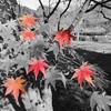 袖ケ浦公園の紅葉一部カラーにしてみました