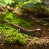 バンダイハコネサンショウウオ Onychodactylus intermedius