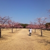 築地緑地公園の河津桜