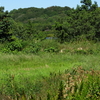 白沢下池（愛知県美浜）