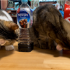 ペットボトルや牛乳パックについた水滴で喉を潤すきなこもちとあんころもち