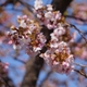 咲き始め「河津桜」