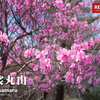 【北関東】袈裟丸山、アカヤシオが百花繚乱に咲き乱れる春の山、清々しい花道を歩くツツジ登山の旅
