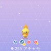 ポケモンGOコミュニティ･デイ-アチャモ-