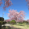 🌸今年🌸の🌸さくら🌸🌸