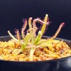 Drosera magnifica (May.2022)