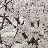 満開の桜