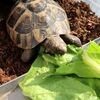 ヒガシヘルマンリクガメ～ロメインレタス嬉しいね
