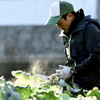 2024年1月 Benoit特選食材「香川県まるまる農園大東さんのブロッコリー」のご紹介です！