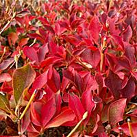ドウダンツツジとは 動植物の人気 最新記事を集めました はてな