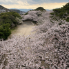 【写真・動画付き】今が見頃！満開の桜をひとりじめ！！満開の桜を貸し切り状態で楽しむ贅沢：手向山で宮本武蔵ゆかりの顕彰碑と静寂の春を歩く（北九州市）