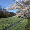 【長野県安曇野市】信州安曇野「大王わさび農場」ってどんなところ？春は桜とわさび田の絶景が楽しめるよ