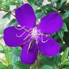 シコンノボタンの紫紺の花