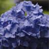 紫陽花／igrec musique