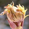 ぼたんの芽
