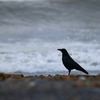 天気の悪い週末とカラス