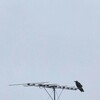雨の日なのでお家で鳥さんを作ろう。