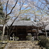 さらに桜・・・花の寺　勝持寺など