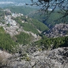 🌸吉野山の桜　上千本