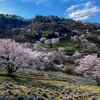 2025お花見、夢農場と桜仙郷