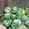 三日見ぬ紅葉の葉花色優り