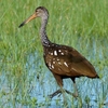 ベリーズ　散歩道の野鳥たち