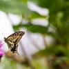 花の蜜を吸うアゲハチョウ