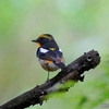 日本　5月25日文殊の森公園の野鳥たち