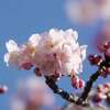 アタミハヤザキ 〈熱海早咲 桜〉