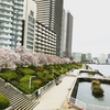 お花見日和