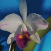 Cattleya   trianae f.coerulea`Wink'