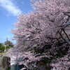 琵琶湖疎水と桜