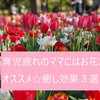 【育児】育児疲れのママにはお花がオススメ☆癒し効果３選