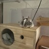 しろごまあん151日目