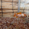 赤点は飼い主(後編)