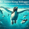 ペンギンの驚きの生態：水中での飛行の秘密を解明！